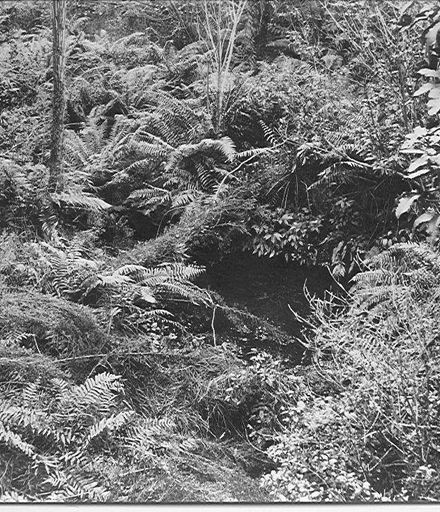 Tree fern scene  in bush before clearing, Cheslyn Rise