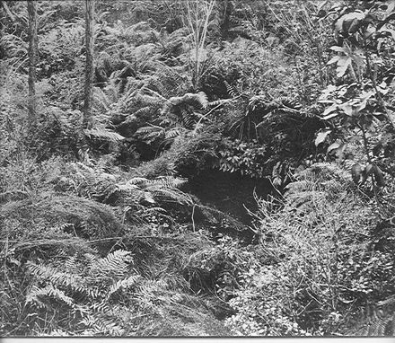 Tree fern scene in bush before clearing, Cheslyn Rise