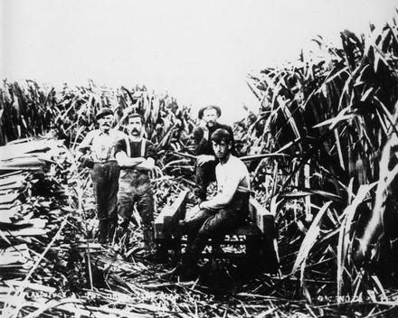 Flax Cutters, 'Miranui' Mill, Shannon
