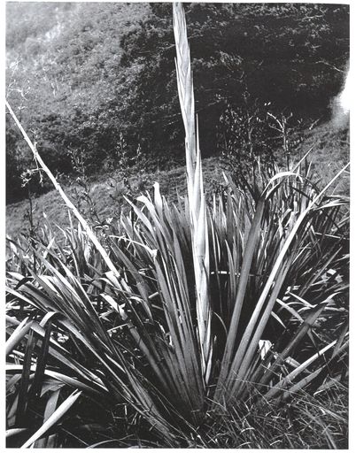 Flax bush with newly formed seed head