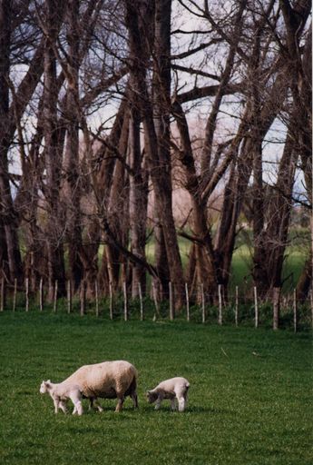 Lambs at Opiki