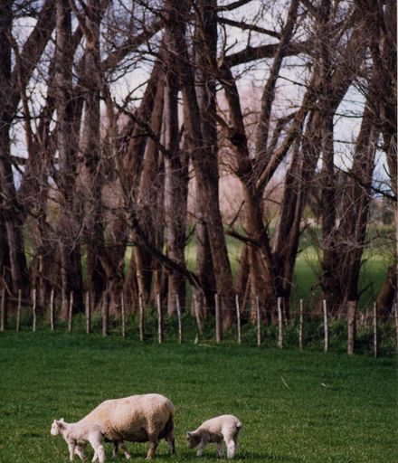Lambs at Opiki
