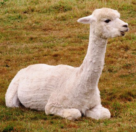 Garden 2 white alpaca