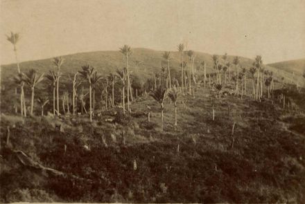 Heights Road, Shannon
