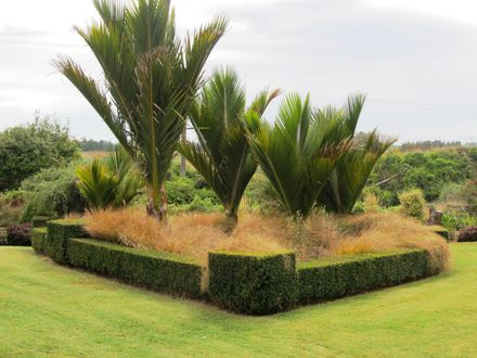 Garden 3 Geometric box hedge with palms and tussocks