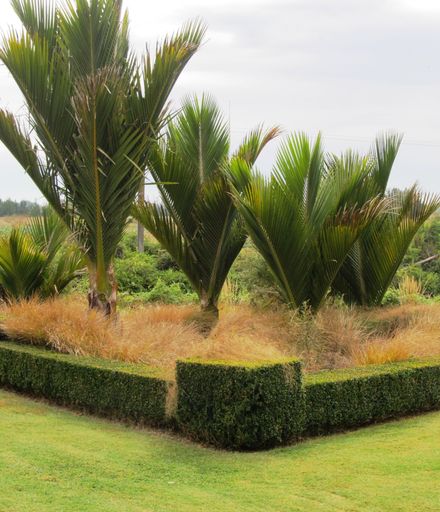 Garden 3 Geometric box hedge with palms and tussocks