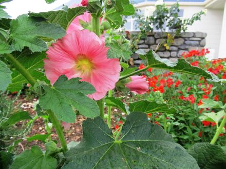 Garden 4 Pale pink flower