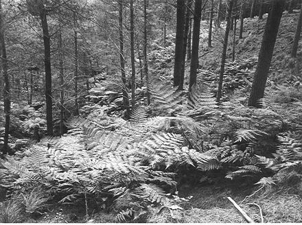 Kohitere Forest (pine plantation), 1968