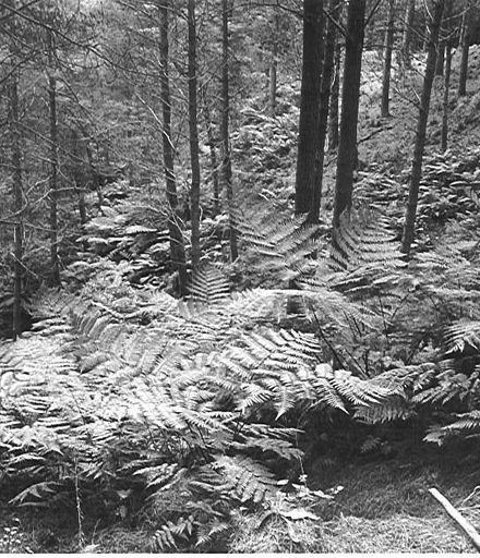 Kohitere Forest (pine plantation), 1968