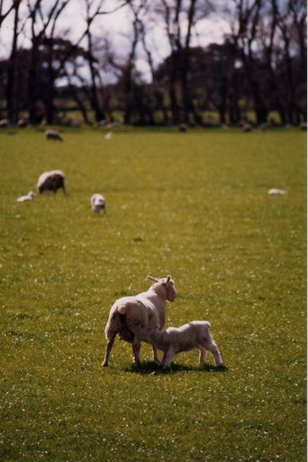 Lunchtime for Lambs at Opiki