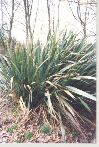 Flax at taupo
