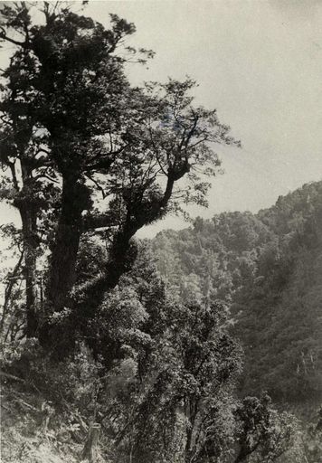 New Zealand Native Bush
