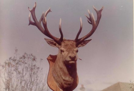 Mounted deer head, shot by James Kilmister (Snr), 1925