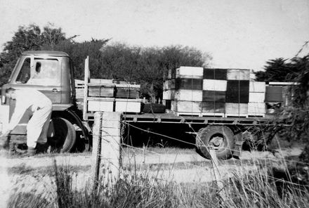 Field's Apiaries loading honey on truck, Foxton
