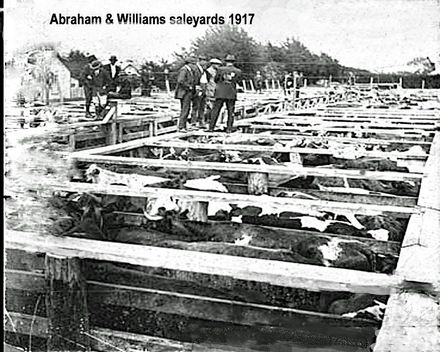 Abraham and Williams sale yards in Levin 19.17