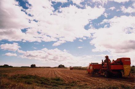 Potato Harvesting in Shannon