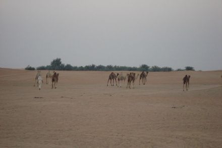 Camels in Dubai Dessert
