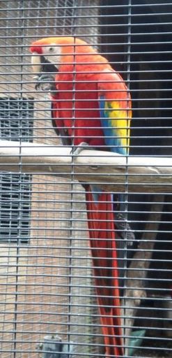 Scarlet Maccaw - Resource cover image