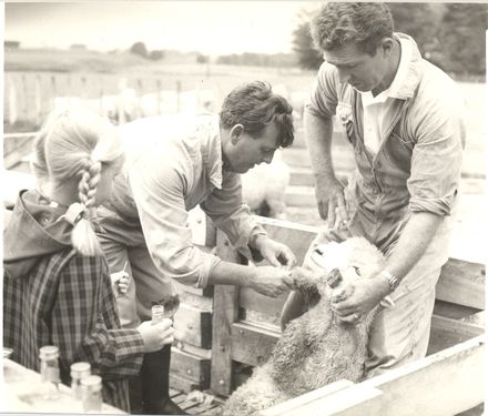 Sheep from stud farm to be exported to China, 1968