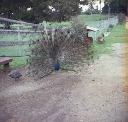 Kingsbury Collection - November 1981 - Taupo etc. - Resource cover image