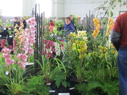 The Levin Orchid society show August 2012 0261