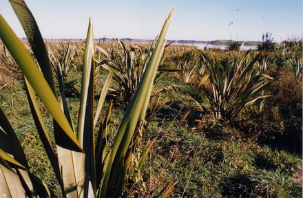 Flax Plants, Lake Horowhenua