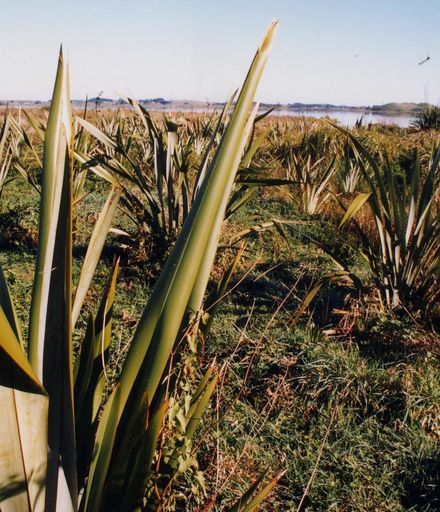 Flax Plants, Lake Horowhenua