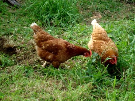 Chickens at Garden 6