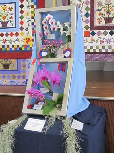The Levin Orchid society show August 2012 0253 - Resource cover image