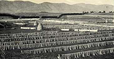 Fibre Drying in Paddocks