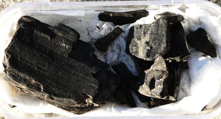 fossils wood - Resource cover image