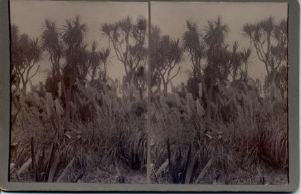 Man & woman among Toi Toi bushes near the Manawatu River, Shannon, 1901