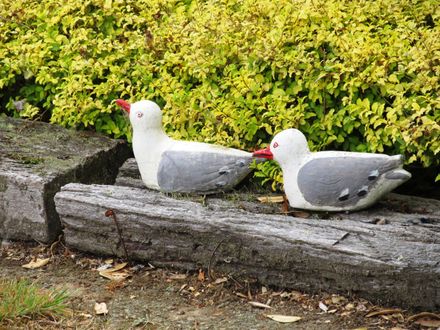 Garden 3 Seagulls - Resource cover image