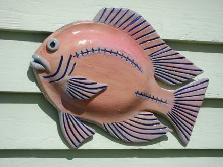 Scar fish