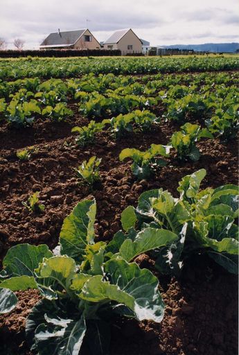 A Levin Market Garden