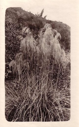 Toi Toi bush with its feathery plumes, 1920's - Resource cover image