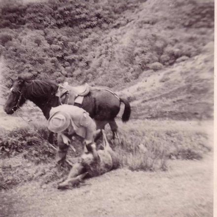 Herb Kilmister with recently shot deer, 1950's