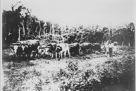Bullock team hauling logs