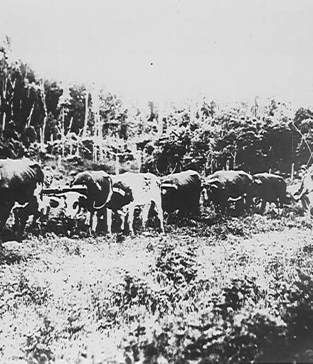 Bullock team  hauling logs