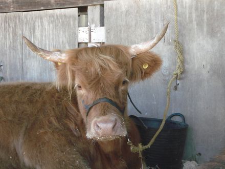 Highland horns - Resource cover image