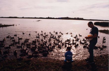 Feeding Ducks at Lake Horowhenua