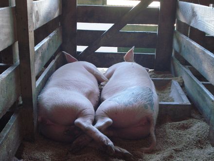 Pig togetherness - Resource cover image
