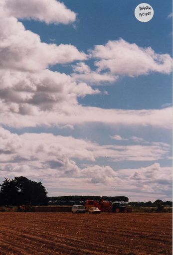 Potato Harvesting in Shannon