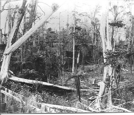 Wind damaged bush scene, Cheslyn Rise