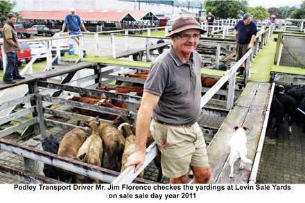 Pedley Transport driver Jim Florence checkes yardings at Levin sale yards 2011 - Resource cover image