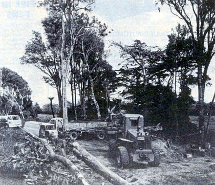 Wilson's Bush, MacArthur Street being felled - Resource cover image