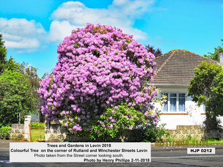 HJP 0212 Colourful Tree  on the corner of Rutland and Winchester Streets Levin 2-11-2018 - Resource cover image