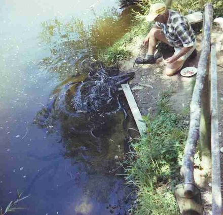 Kingsbury Collection - early 1980 - New Zealand - Nelson & New Plymouth.