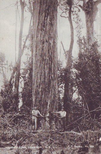 Mr Taylor & Mr Osborne felling giant tree (totara or rimu), Shannon, 1902