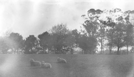 Three sheep sitting in paddock - Resource cover image